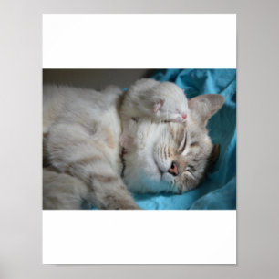 Póster Amor gatito