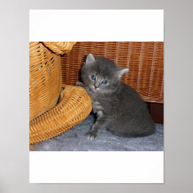 Póster Amor gatito (Frente)