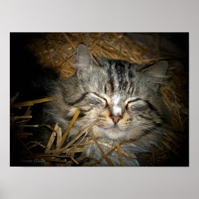 Póster Amor Gato Salvaje Durmiendo en Cama de Paja Foto (Frente)