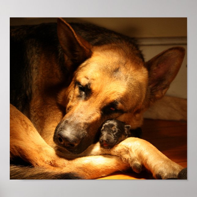 Póster Amor GSD (Frente)