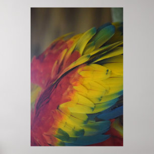 Póster Amor guacamaya