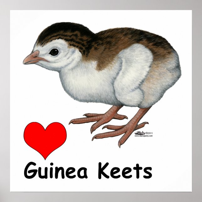 Póster Amor Guinea Keets (Frente)