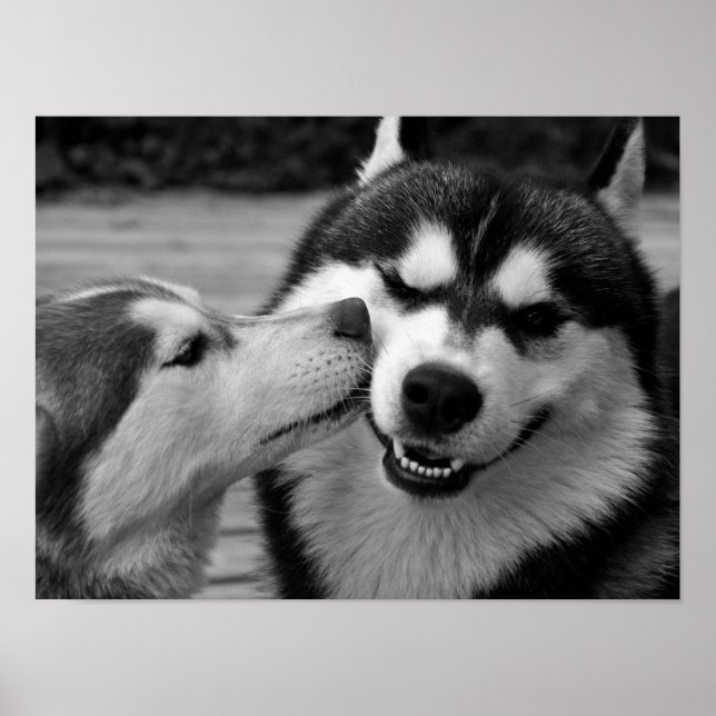 Póster Amor Husky Siberiano (Frente)