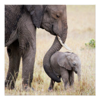 Amor maternal