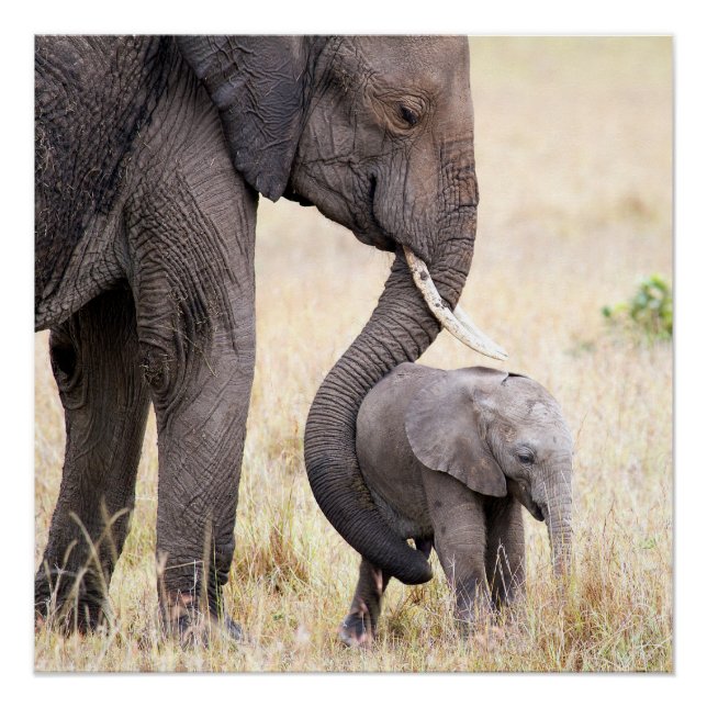 Póster Amor maternal (Anverso)