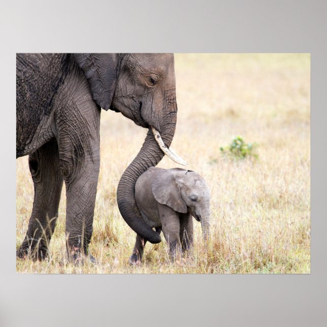 Póster Amor maternal (Frente)