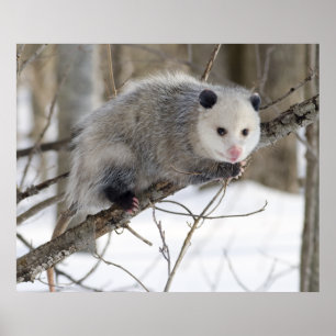Póster Amor Opossum