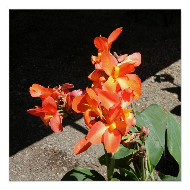 Póster Amor Sunshine... (Anverso)