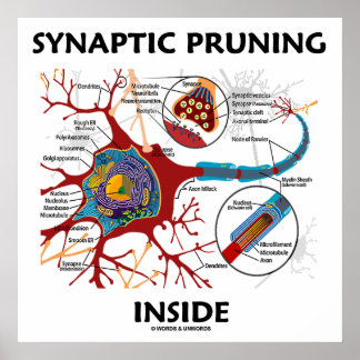 Póster Amortiguamiento sináptico dentro de la neurona Sin