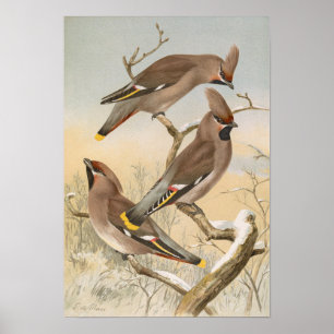 Póster Ampelis garrulus por Johann Friedrich Naumann