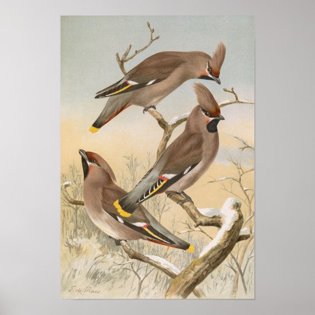 Póster Ampelis garrulus por Johann Friedrich Naumann (Frente)