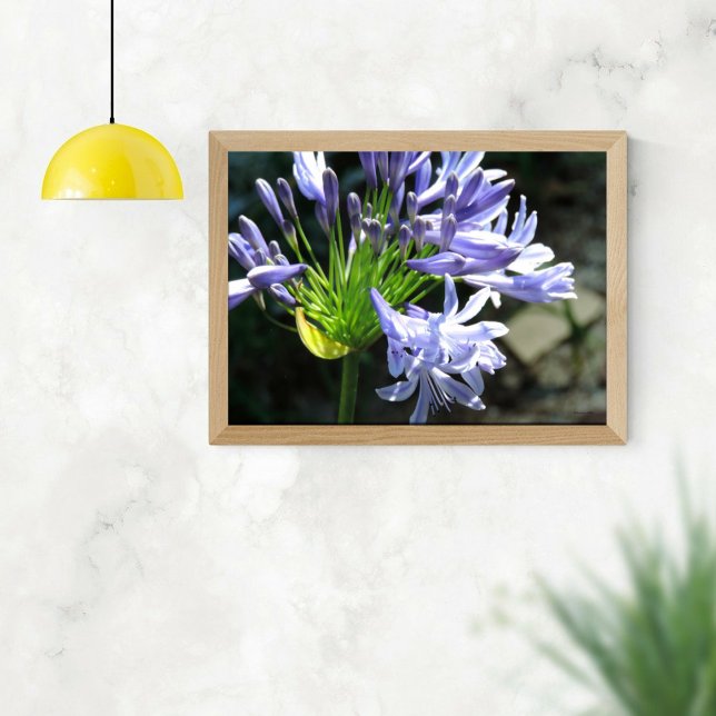 Póster Ampliación de la foto de Blue Nile Lilly (Subido por el creador)