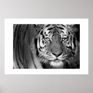 Póster Amur Tiger #1