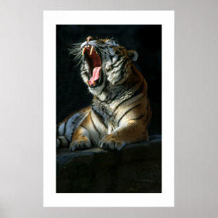 Póster Amur Tiger #7-Poster