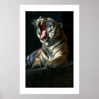 Póster Amur Tiger #7-Poster