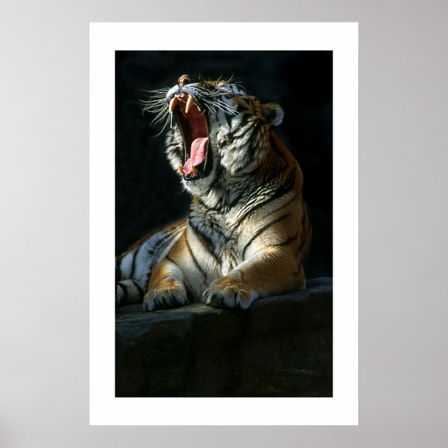 Póster Amur Tiger #7-Poster (Frente)