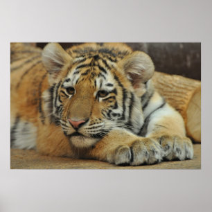Póster Amur Tiger Cub