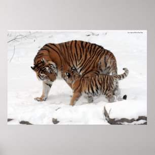 Póster Amur tiger y Cub