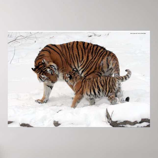 Póster Amur tiger y Cub (Frente)
