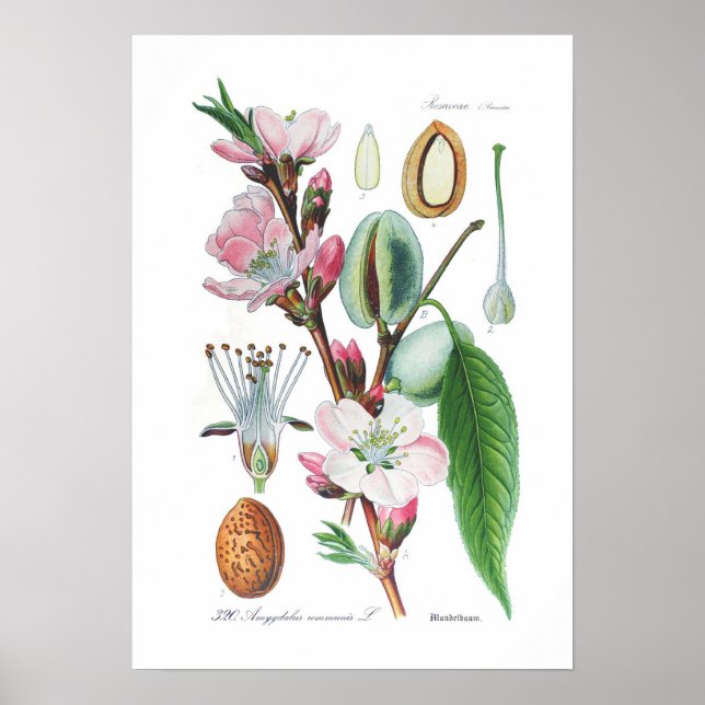 Póster Amygdalus communis (Almond) (Frente)