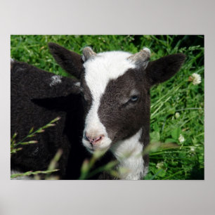 Póster Amy's Lamb