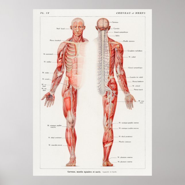 Póster An antique  of the human nervous system by Galtier (Frente)
