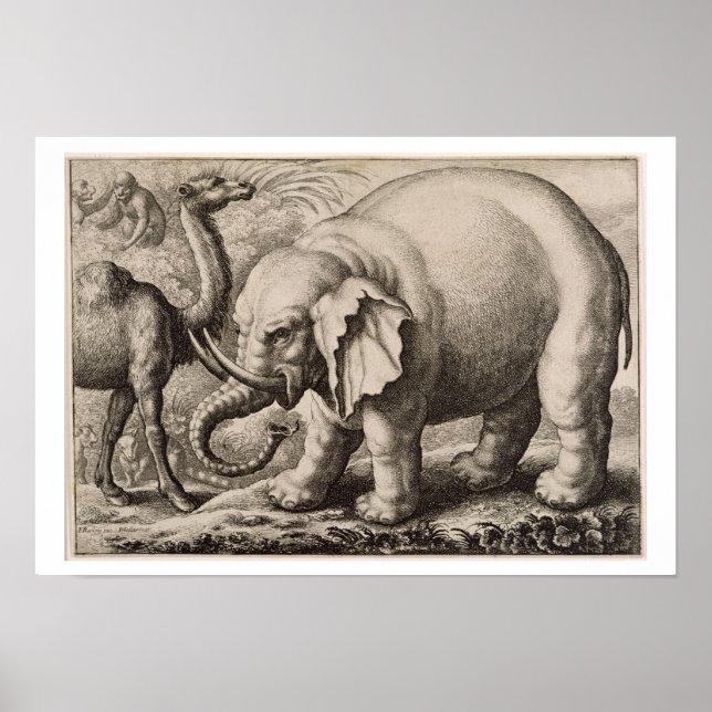 Póster An Elephant and a Camel, engraved by Wenceslaus Ho (Frente)