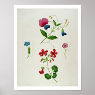 Póster An illustration from 'A New Treatise on Flower Pai
