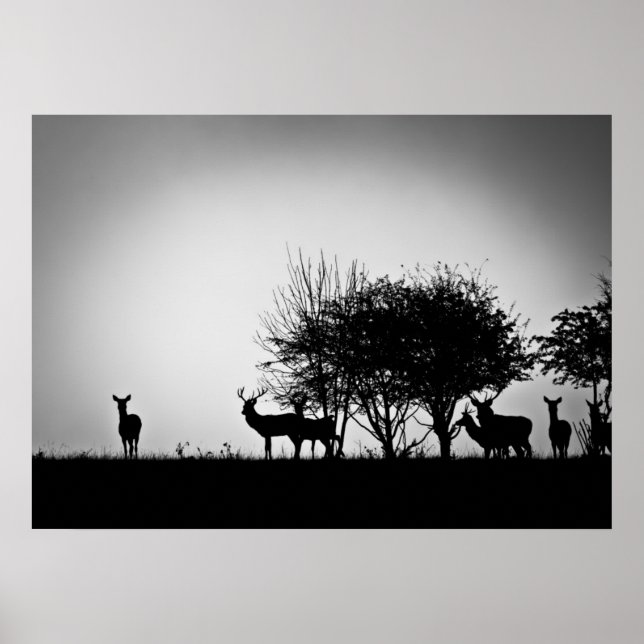 Póster An image of some deer in the morning mist (Frente)