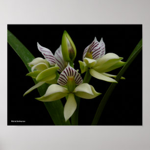 Póster Anacheilium Chacoense