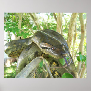 Póster Anaconda verde