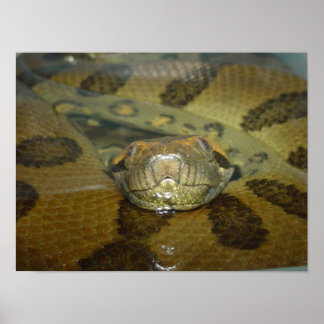 Póster Anaconda verde