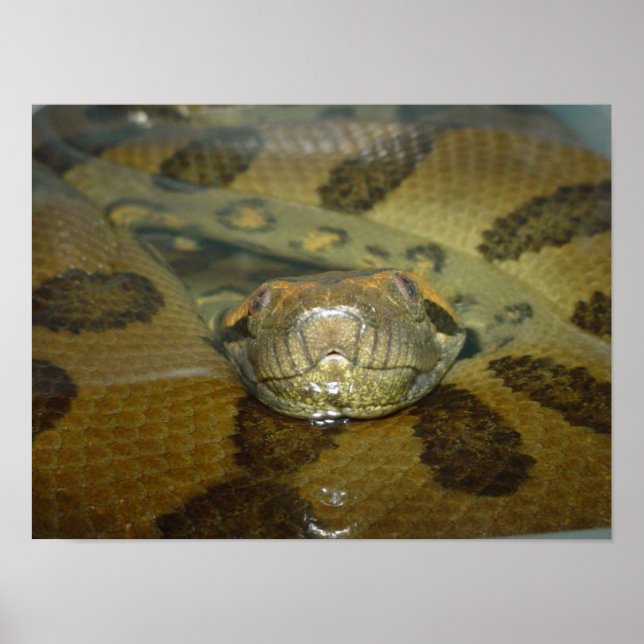 Póster Anaconda verde (Frente)