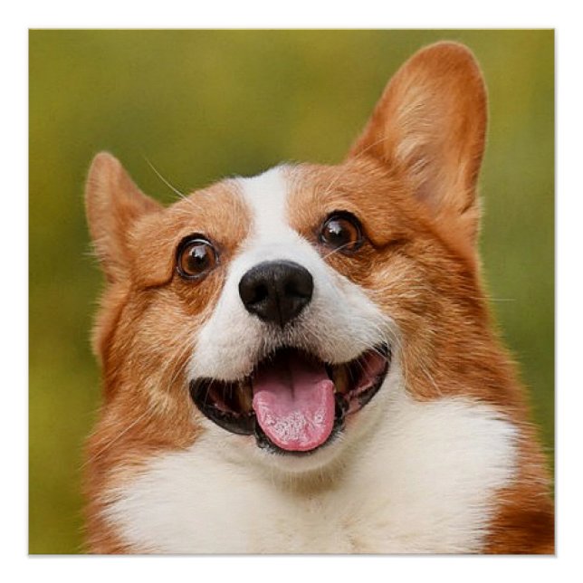 Póster Añadir foto de perro personalizada (Anverso)