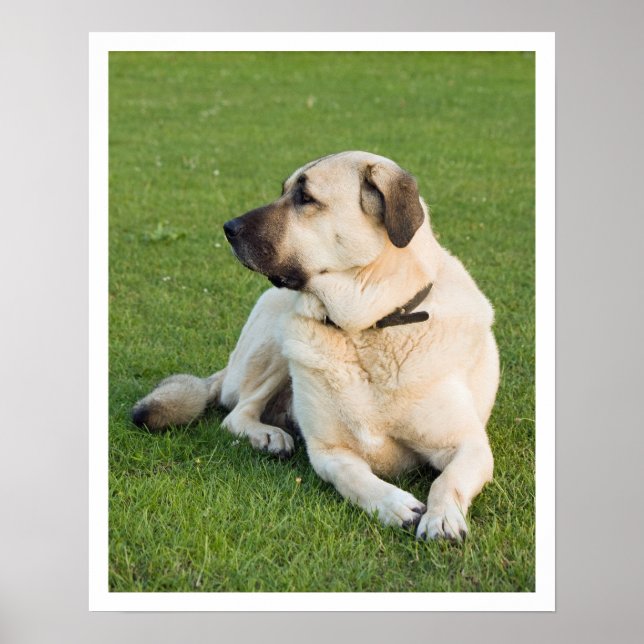 Póster Anatolian Shepherd (Frente)