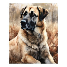 Anatolian Shepherd Dog Art Print Poster