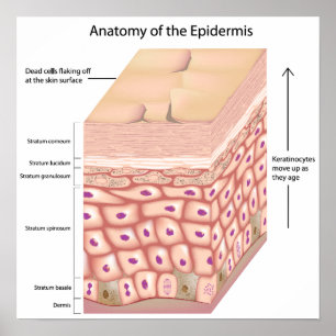 Póster anatomía 3d del poster de la epidermis