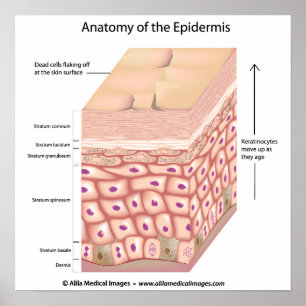 Póster anatomía 3d del poster de la epidermis