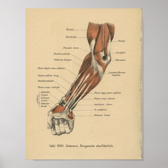 Póster Anatomía Alemana de 1888 (Frente)