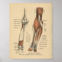 Anatomía Alemana de 1888
