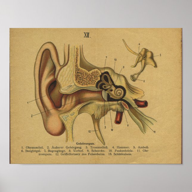 Póster Anatomía alemana vintage, oreja impresa (Frente)