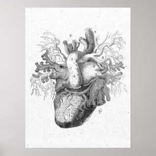 Póster Anatomía antigua Corazón Vintage blanco y negro