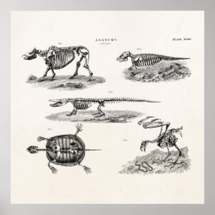 Póster Anatomía antigua de los esqueletos animales de los