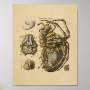 Póster Anatomía araña Imprimir Paul Pfurtscheller