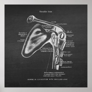 Póster Anatomía Art No. 1 Conjunta de hombros