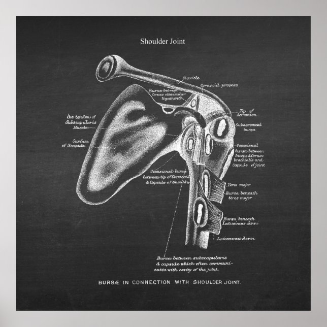 Póster Anatomía Art No. 1 Conjunta de hombros (Frente)