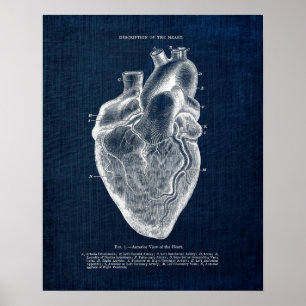 Póster Anatomía Art. No. 1 Vista anterior del corazón hum