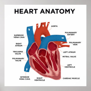 Póster Anatomía cardíaca