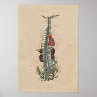 Anatomía cardíaca de venas humanas 1841 Imprimir