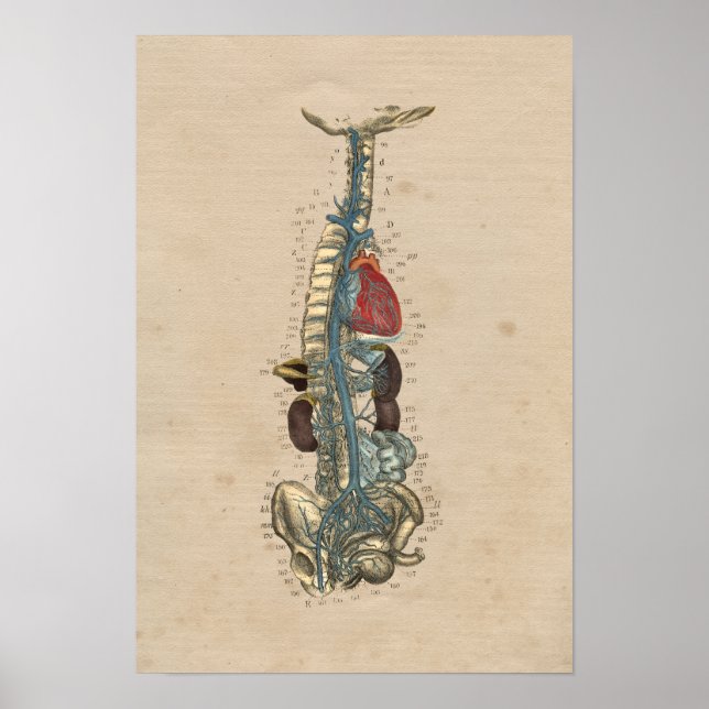Póster Anatomía cardíaca de venas humanas 1841 Imprimir (Frente)